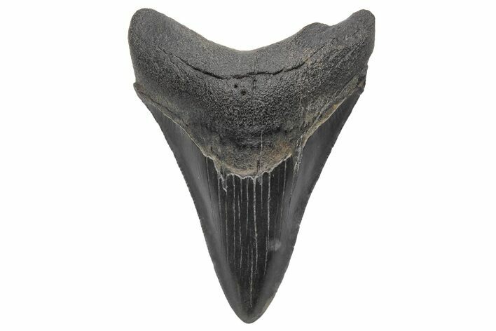 Fossil Megalodon Tooth - Serrated Blade #233709